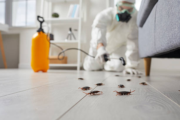 Commercial Rodent Management in New Providence